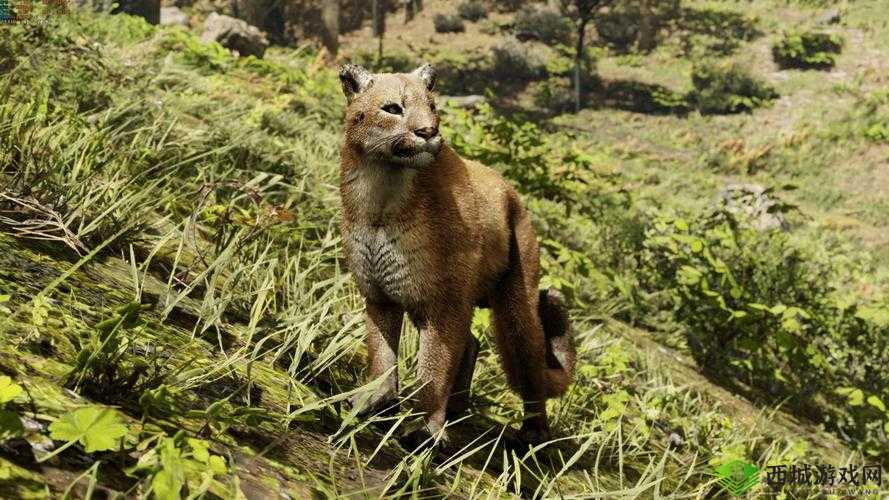 荒野大镖客2动物大全图鉴:全面解析游戏中所有动物的属性数据与特点介绍