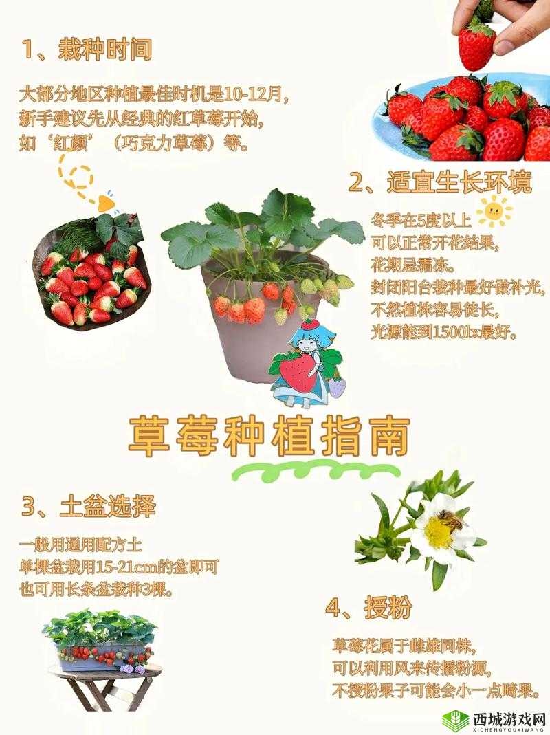 草莓种子获得指南:草莓种子哪里买?最新玩法技巧
