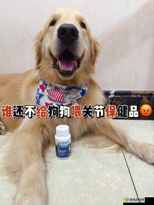 人狗胶配方大全图片:详细介绍与使用方法