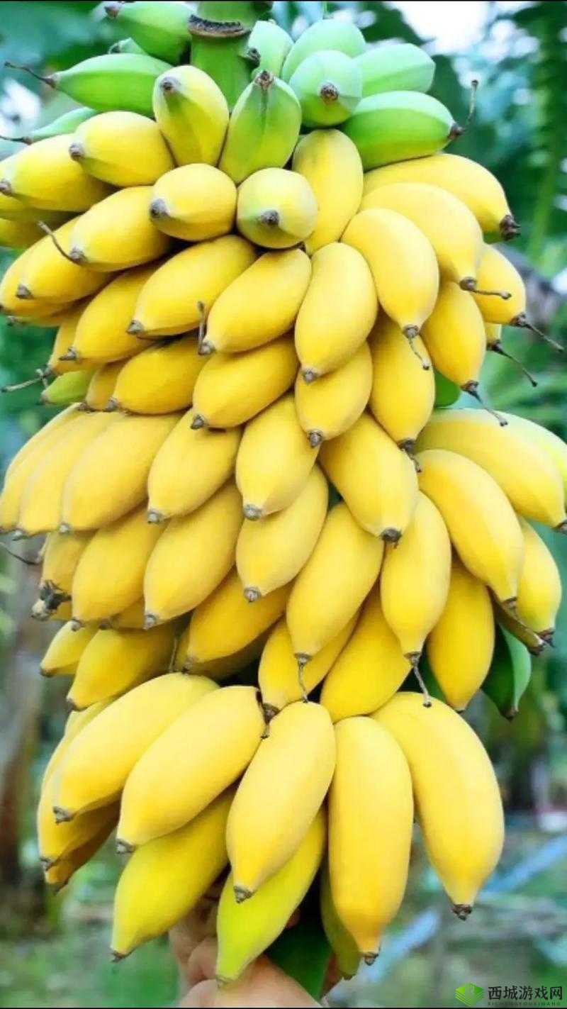 大香蕉 xxxx:美味水果的魅力