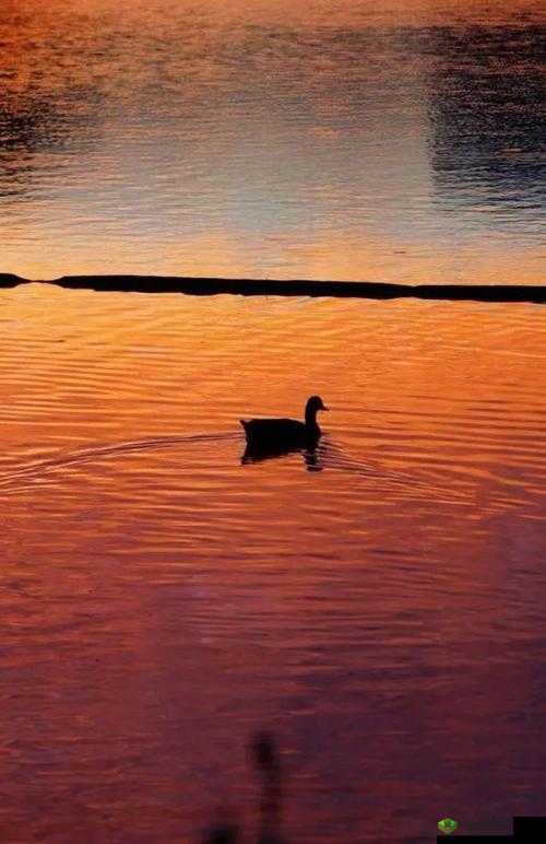 啪啪啪湿影院:极致观影体验等你来