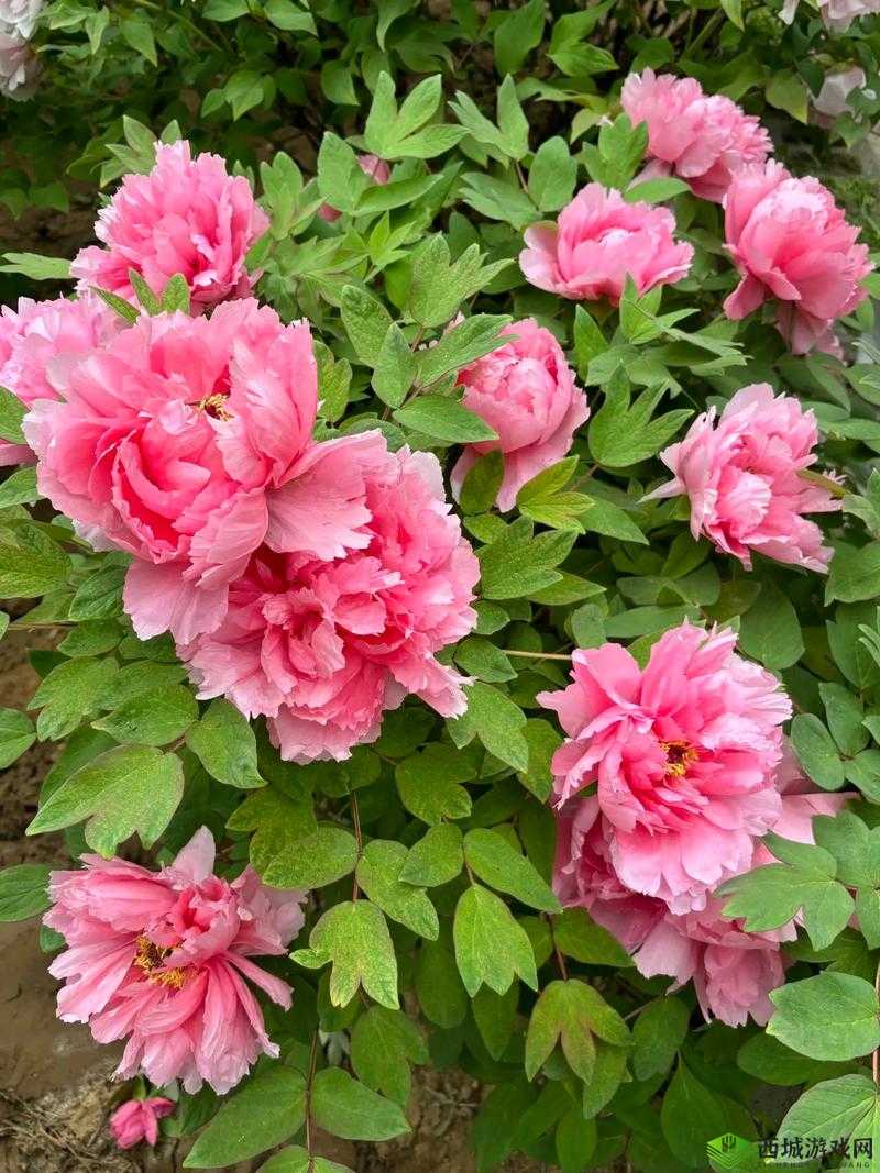 亭亭玉立国色天香四月天：春光中的佳人风采