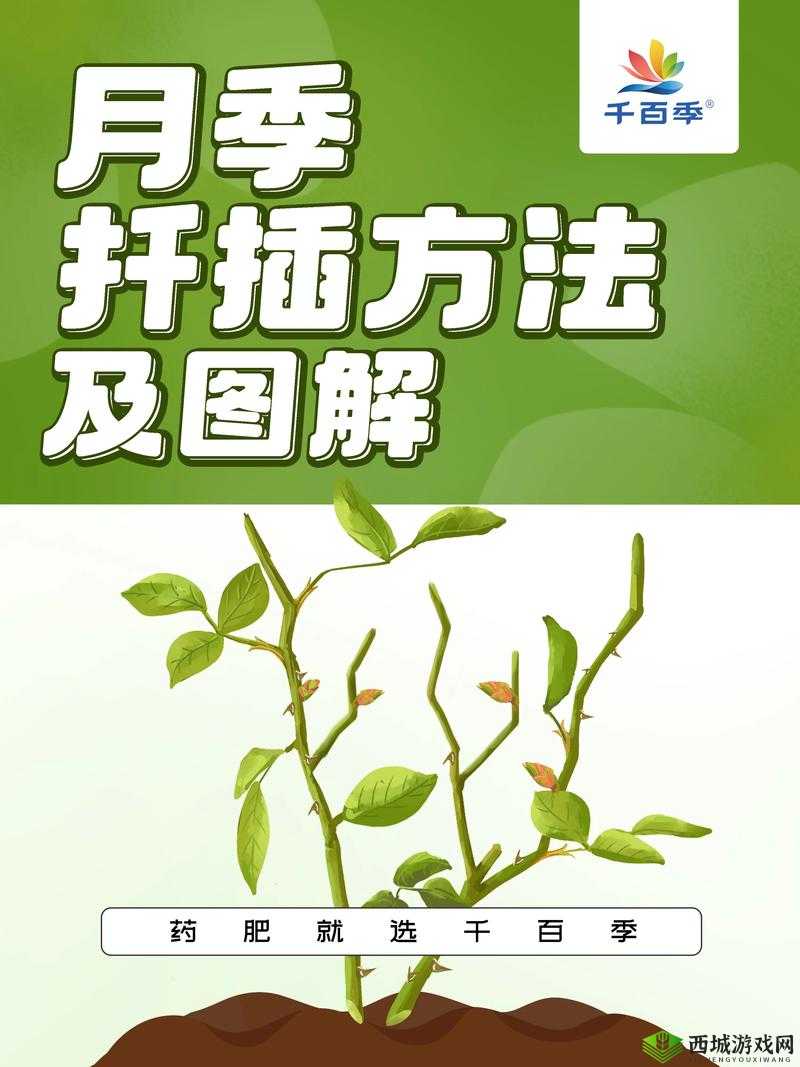 韩式 72 种扦插方式:让你的植物茁壮成长
