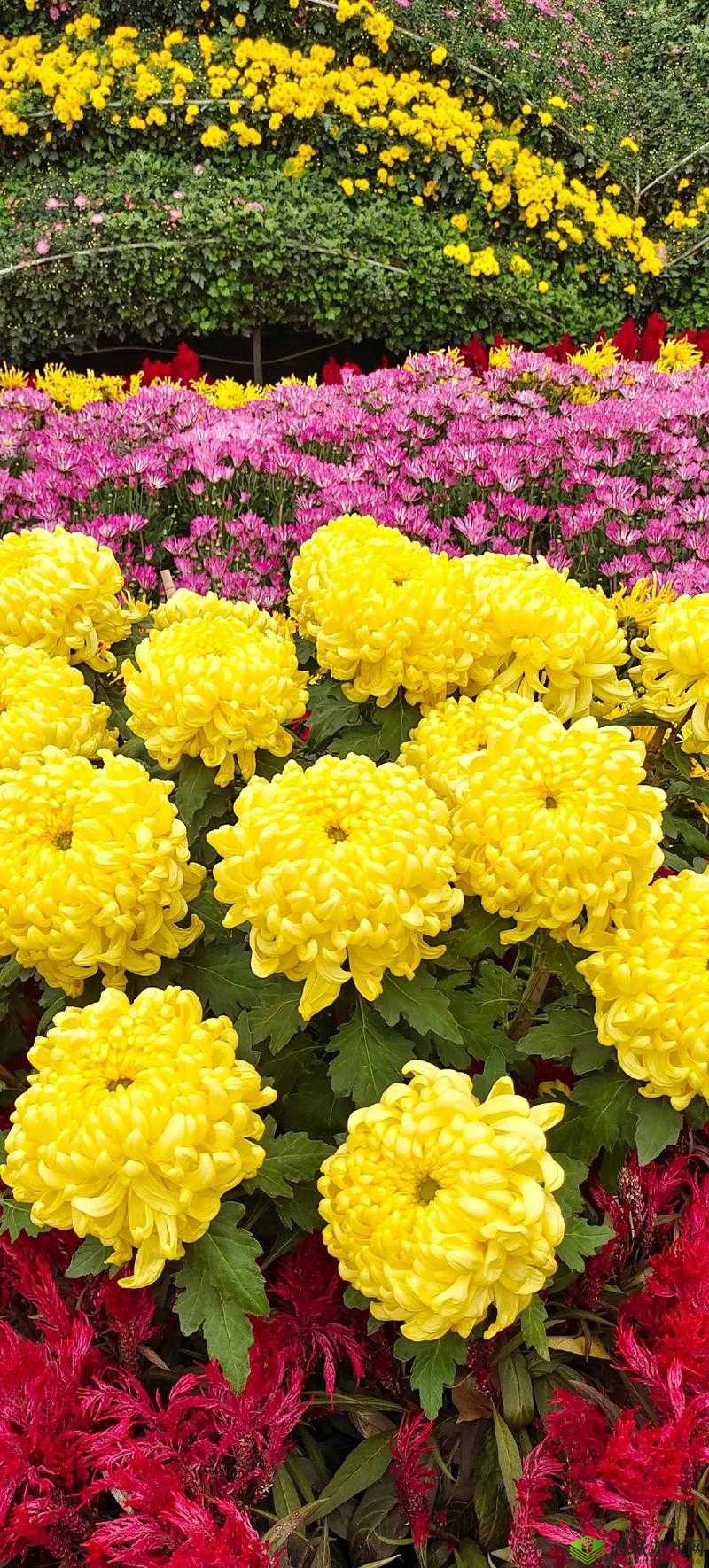 菊花开过和没开过的区别:深度探究之异同