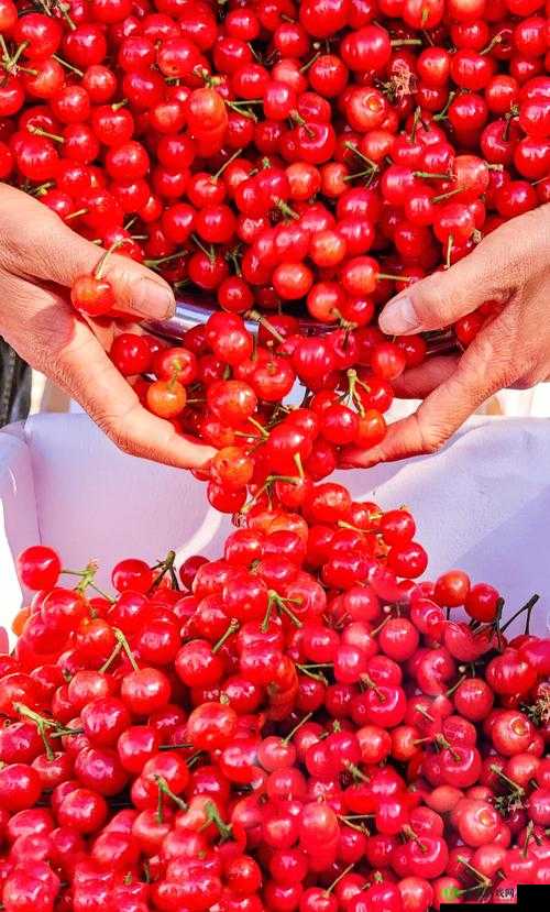 136 小辣椒樱桃导航福利:畅享精彩福利