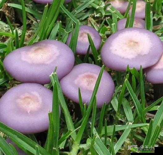 紫色的蘑菇根很粗大能吃吗：探寻真相