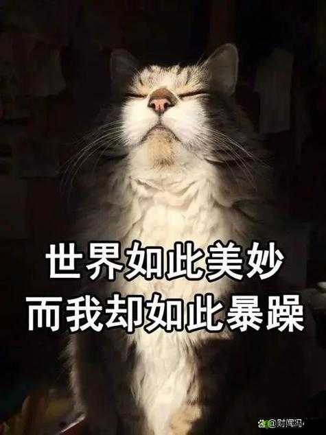 暴躁大妈：日常生活中的愤怒与坚持