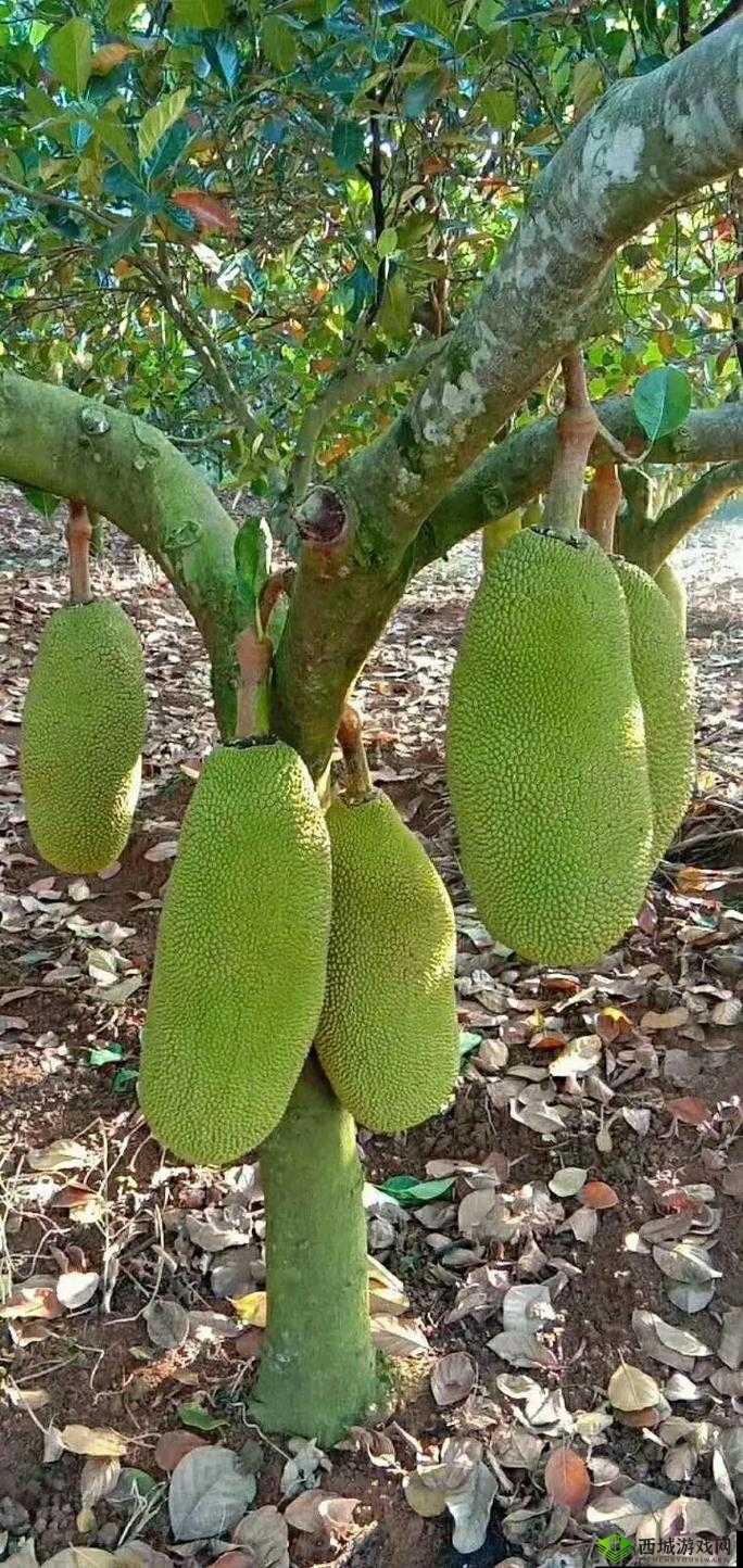 探秘亚精产品一三三三菠萝蜜:独特魅力等你来探