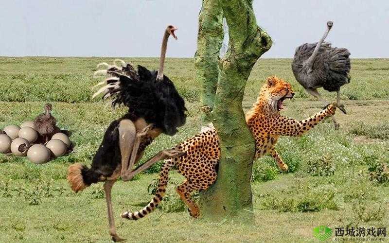 ZOOM 动物高清:精彩动物世界大揭秘