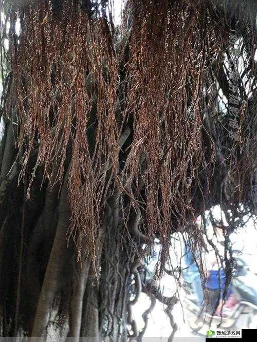 南方潮湿到树都长出气生根了：这环境太特别