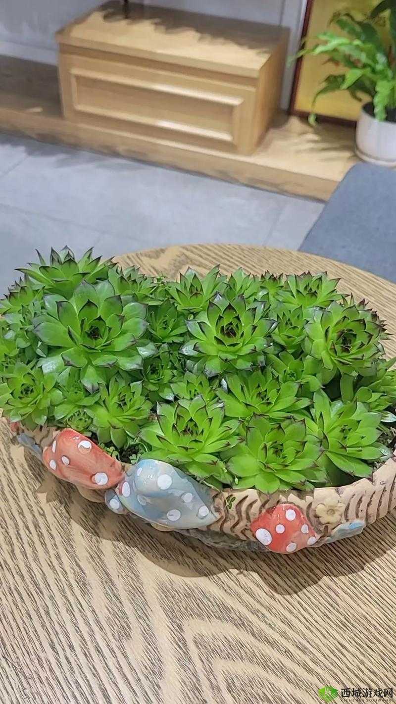 肉观音莲:清新萌肉的魅力植物