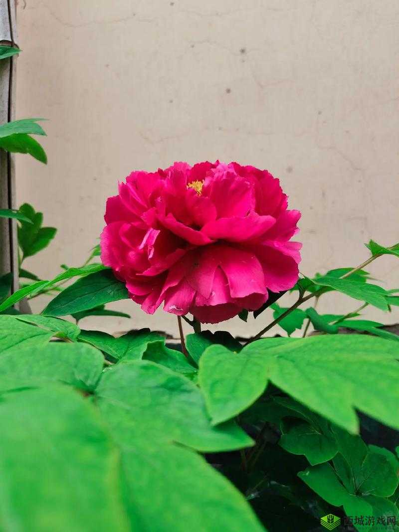 共道牡丹时,相随买花去:赴一场春日花事