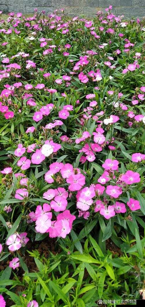 糖心师师:魅力无限的优质内容创作者