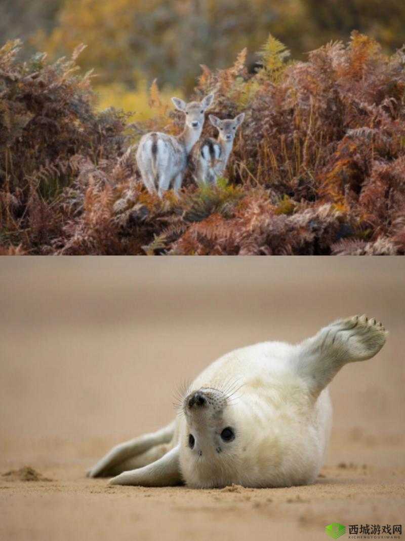 美国 ZOOM 动物:欢迎您!- 探索奇妙动物世界