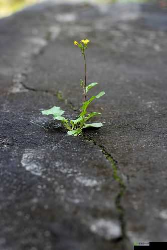 磨心:夹缝中求生