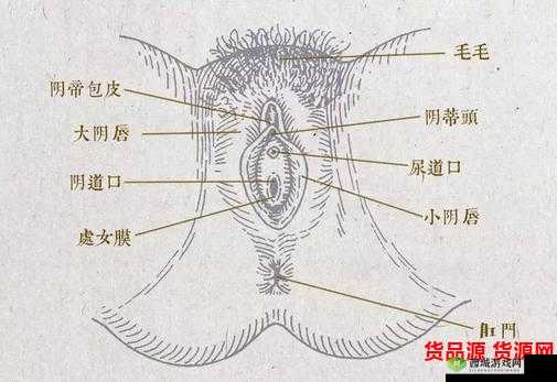 怎么揉小豆水最多专业教学:揉豆技巧全解析