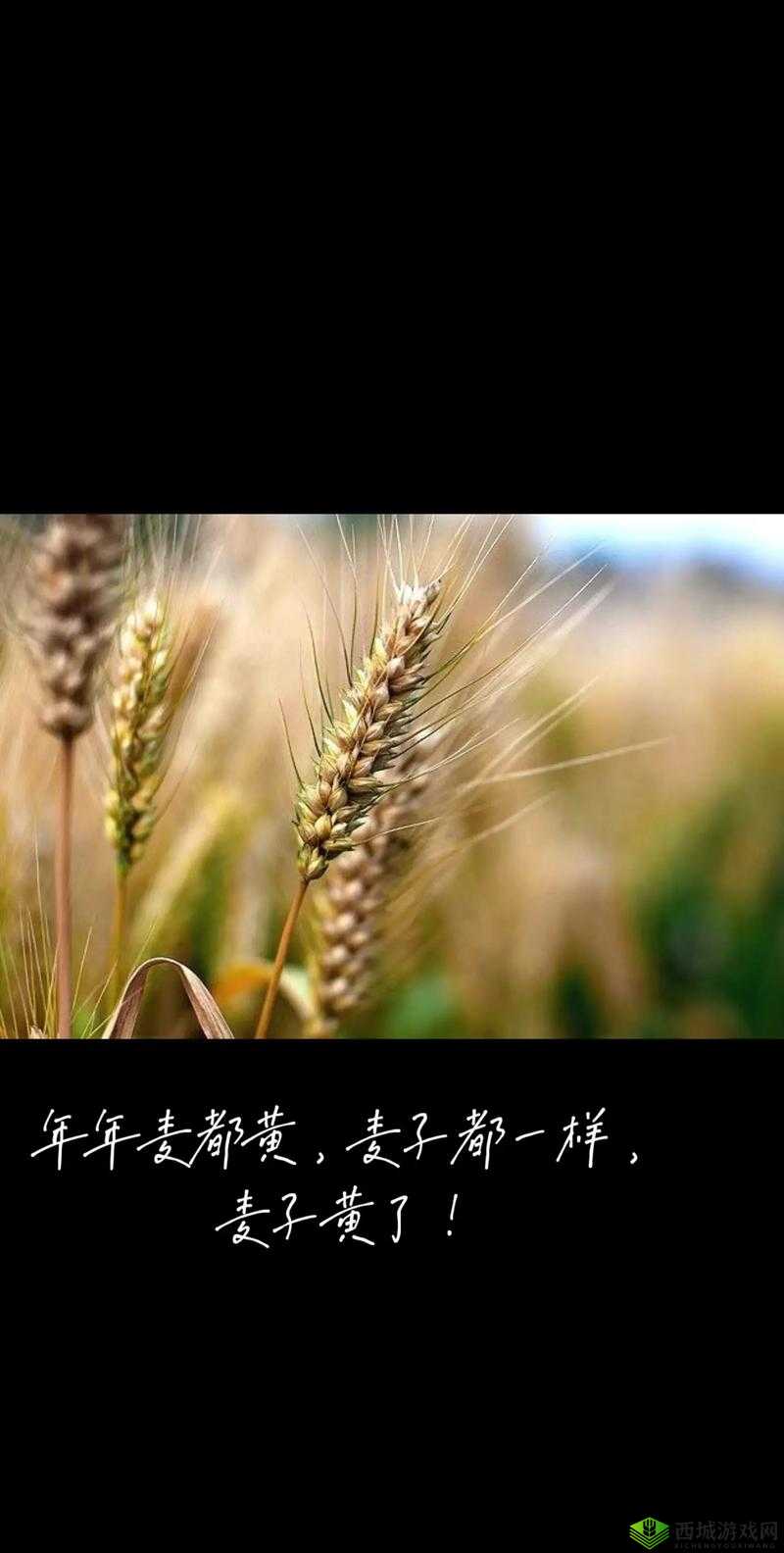 兄弟换麦子 4:别样故事演绎