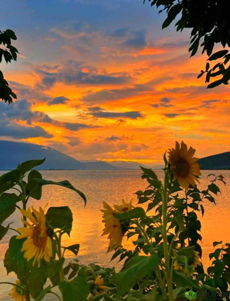 zw 时刻:一场独特的视觉盛宴