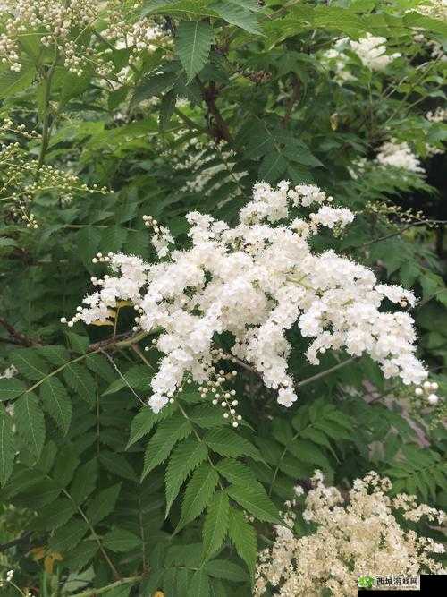 黑暗正能量 index.php2024:独特的力量与思考