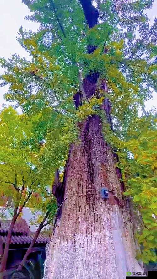 雪居之地的心灵伙伴:共度风雨岁月的温馨守护者