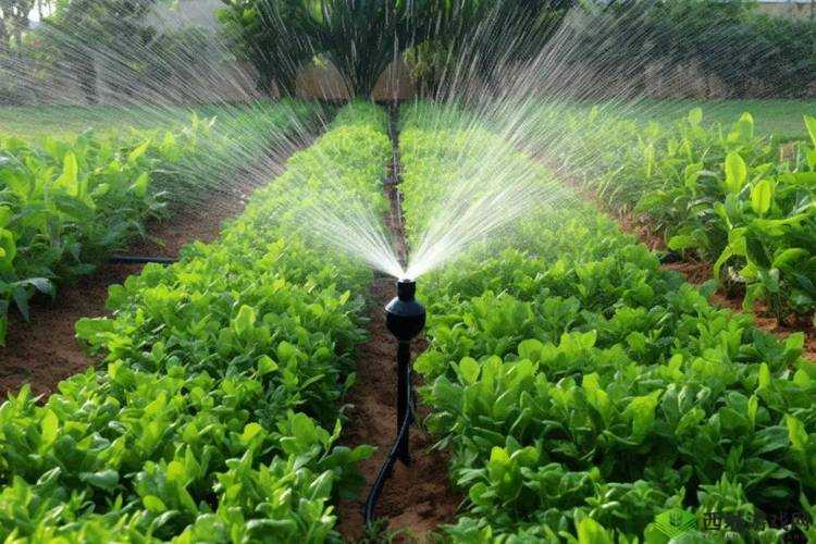 优质精液灌溉系统:打造绿色生态农业