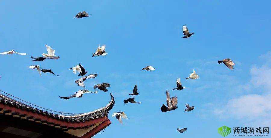 群星闪耀,和平鸽翱翔:成就梦想之旅