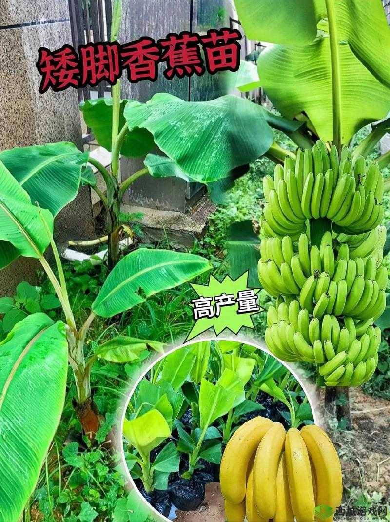 久久 99 二区国产香蕉网页轻量版 - v2024:精彩内容持续更新