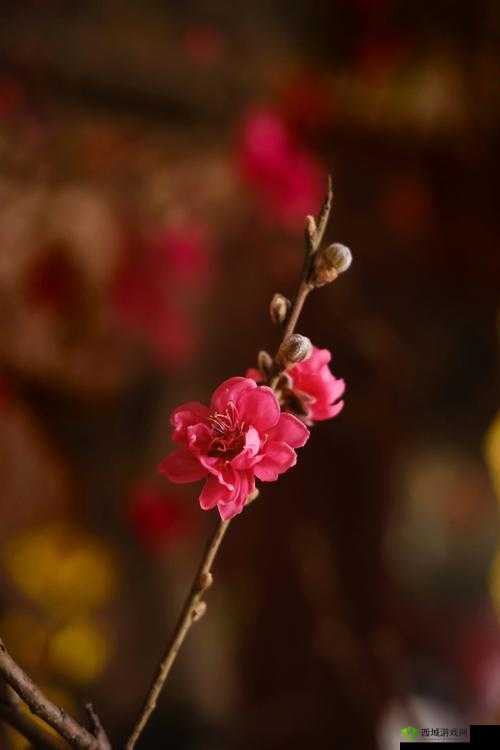 おとまりせっくす中文在线:甜蜜相伴的奇妙之旅