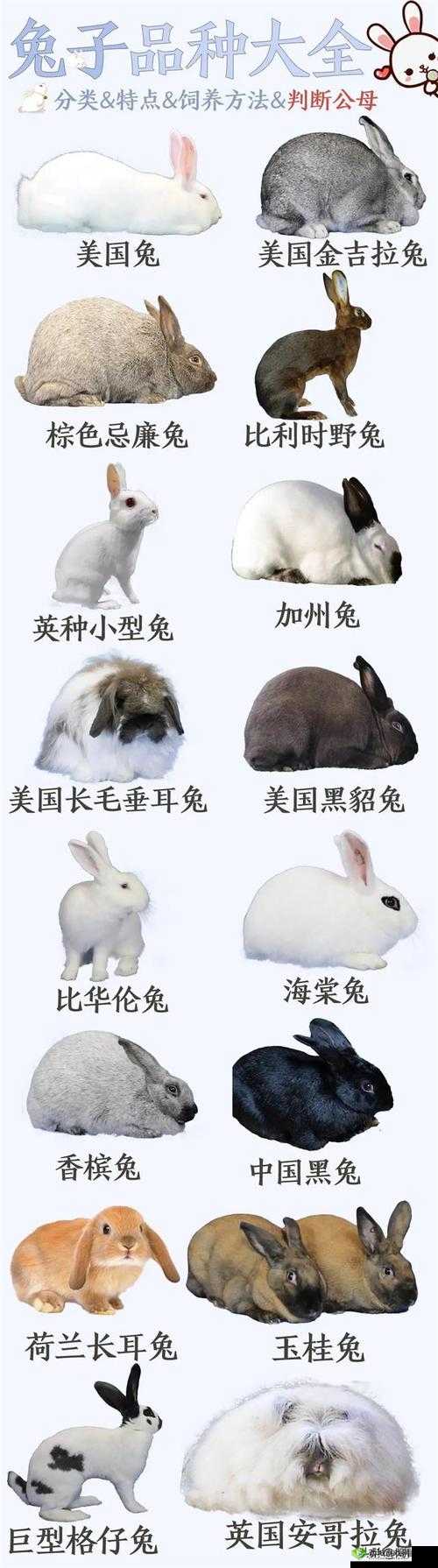 咬小兔兔的正确咬法:让你轻松掌握