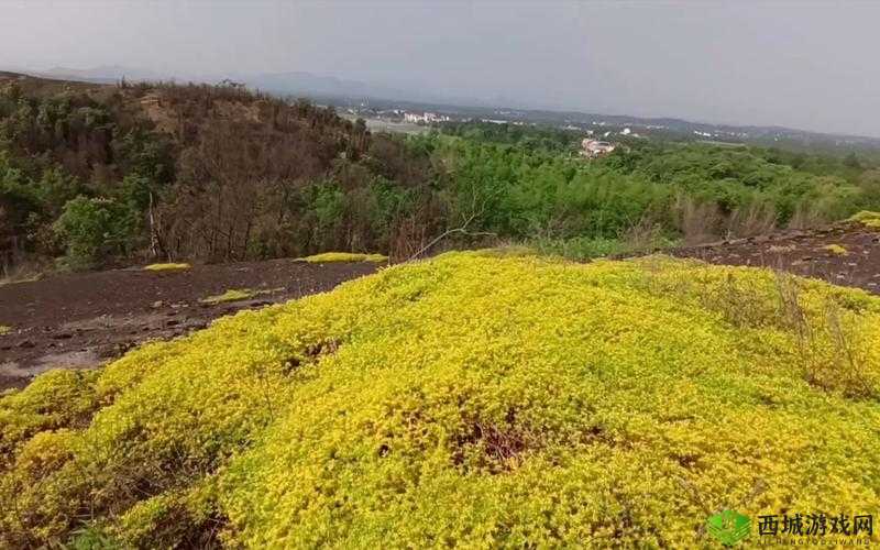 野花日本韩国 HD 免费完整版高清版:畅享精彩大片