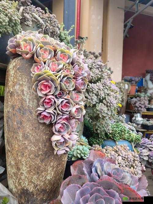 高 N 车多肉公交车:一辆特别的车