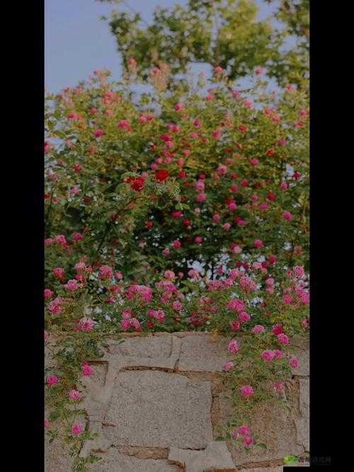 骚五月:活力绽放的季节