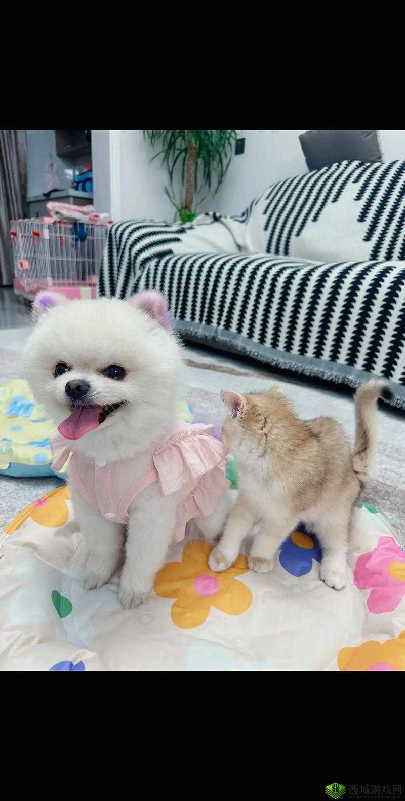 伊洛纳妹猫获取攻略:如何获得专属萌宠猫妹妹?