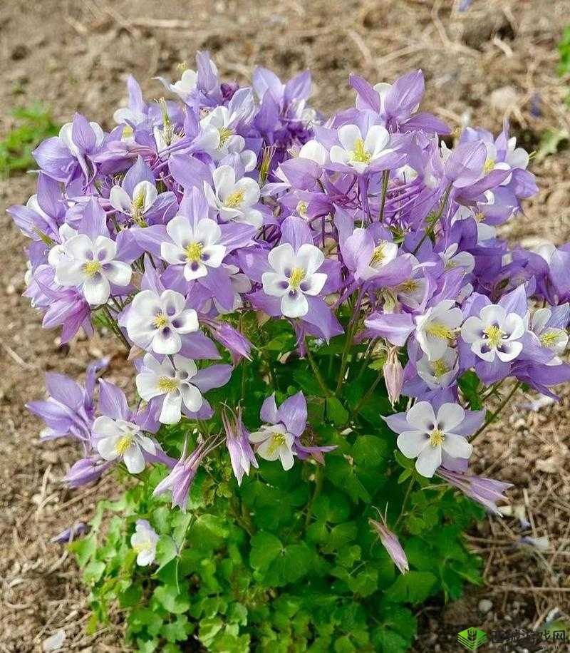 野花日本大全免费高清 7:精彩大片尽情欣赏