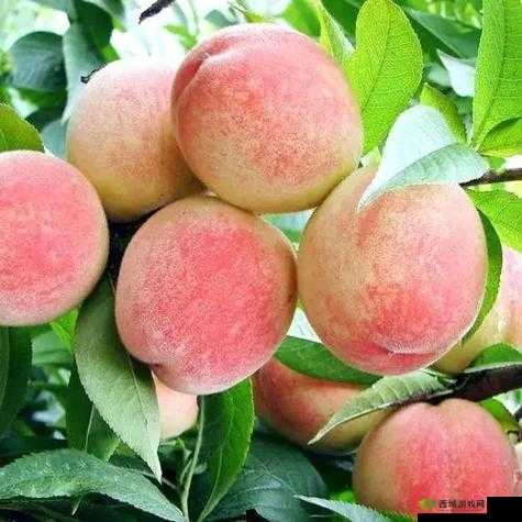 蜜桃图片区:甜蜜诱惑,尽在其中