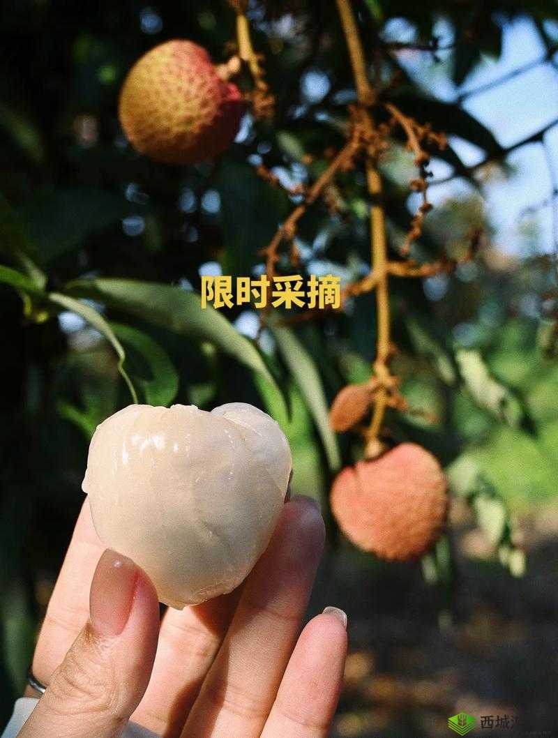 荔枝视频观看免费最新:海量资源等你看