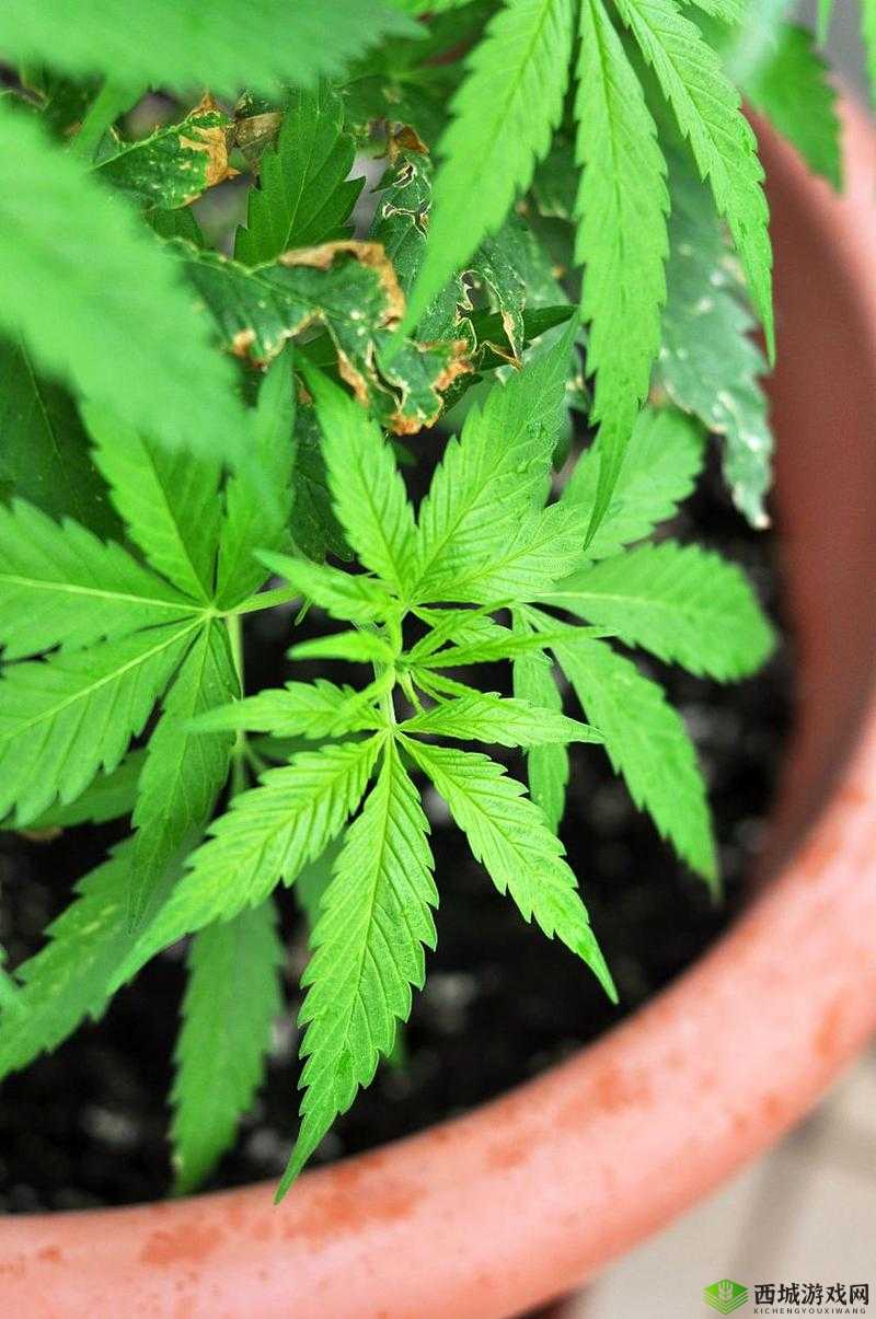 含羞草 m 码和欧洲码的区别是什么:详细对比