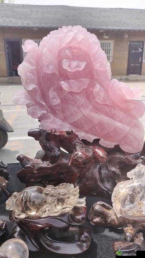 粉色大白菜(法国)的独特魅力