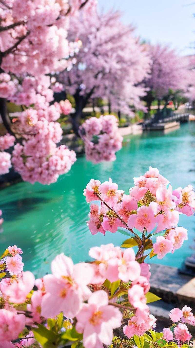 樱花官网进入入口网站:畅享樱花之美