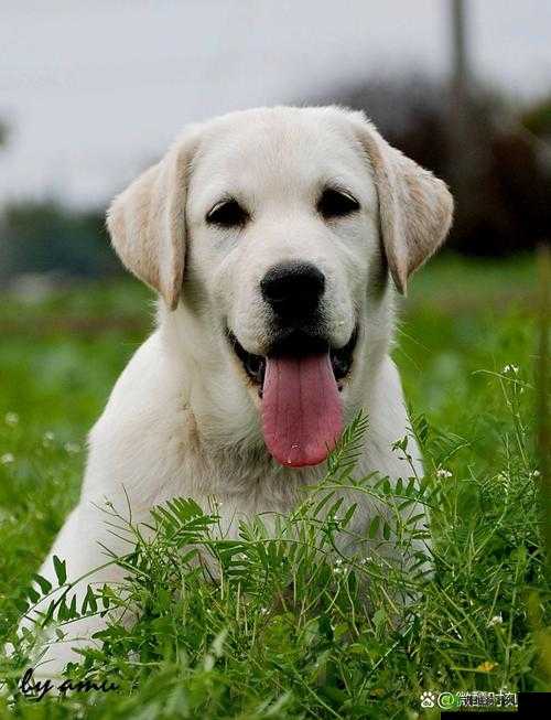 欧美最新狗人交照片:人性与动物的交织