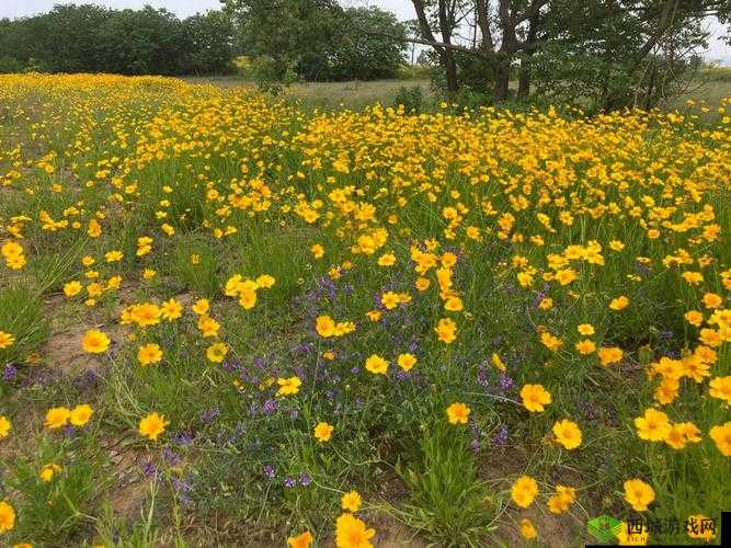 野花日本高清在线观看免费：畅享精彩大片