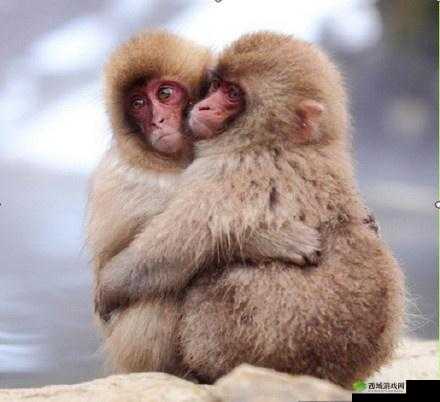 俩猴子抱一起形容爱情:永恒的陪伴