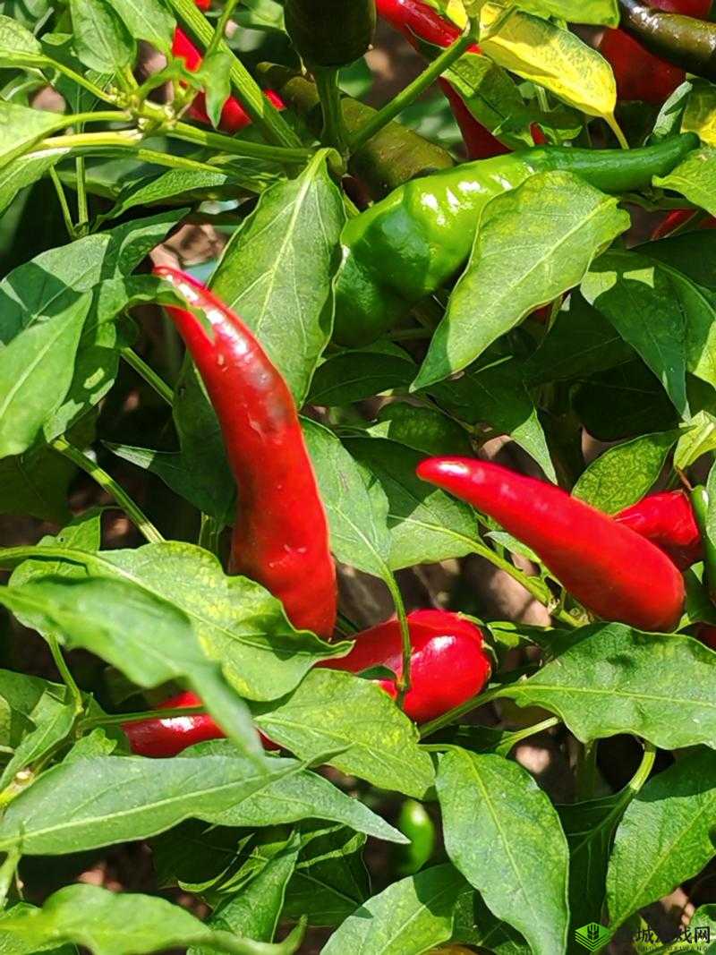 成品大香蕉煮小辣椒怎么吃:独特烹饪探秘