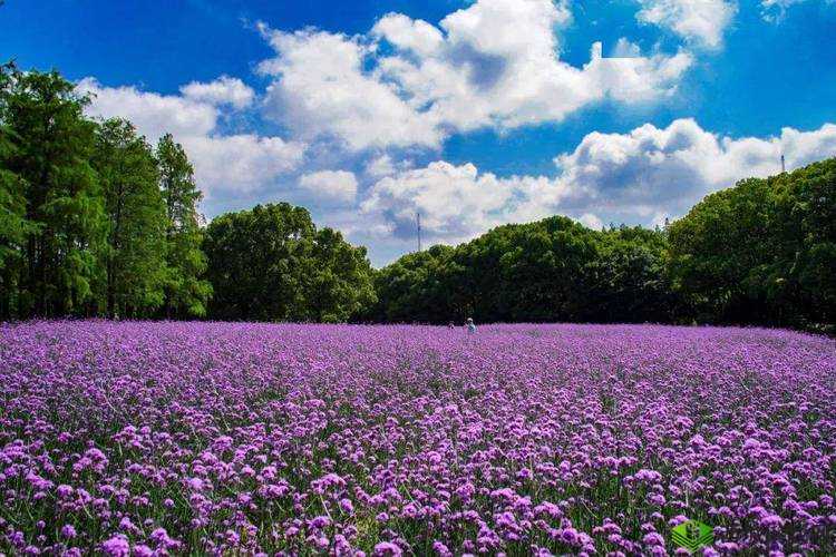 宁海号紫色舰姬属性深度解析与资料探秘