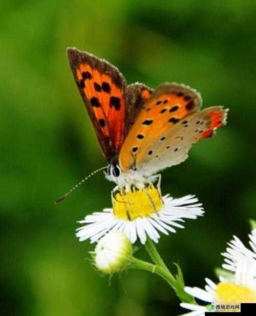 翩翩起舞花丛间的蝴蝶仙子:召唤兽之美的极致展现