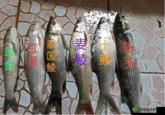 小小水蜜桃视频周涨幅最高,它凭什么?