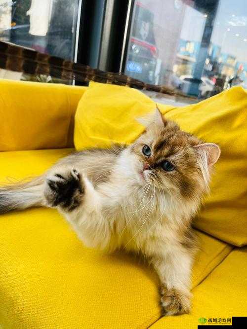 女性大荫蒂荫道多毛茸茸：性魅力的自然表现