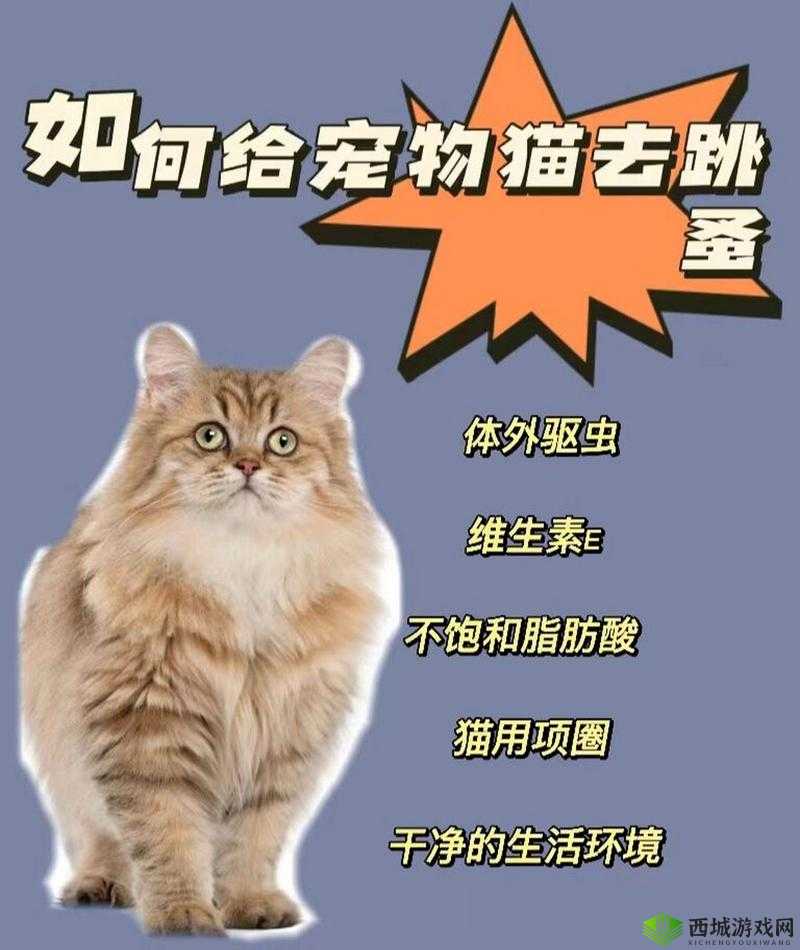 梅露可物语英雄攻略:通兽语者罗尼塞拉实战指南