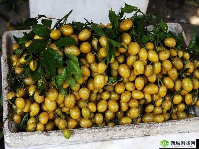 jizz 小黄皮:独特魅力引人关注