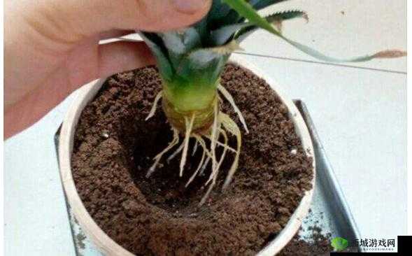 灵魂岛植物移植方法全解析 教你轻松移植各类植物